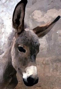 Donkey