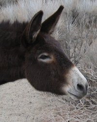 Donkey, California desert.